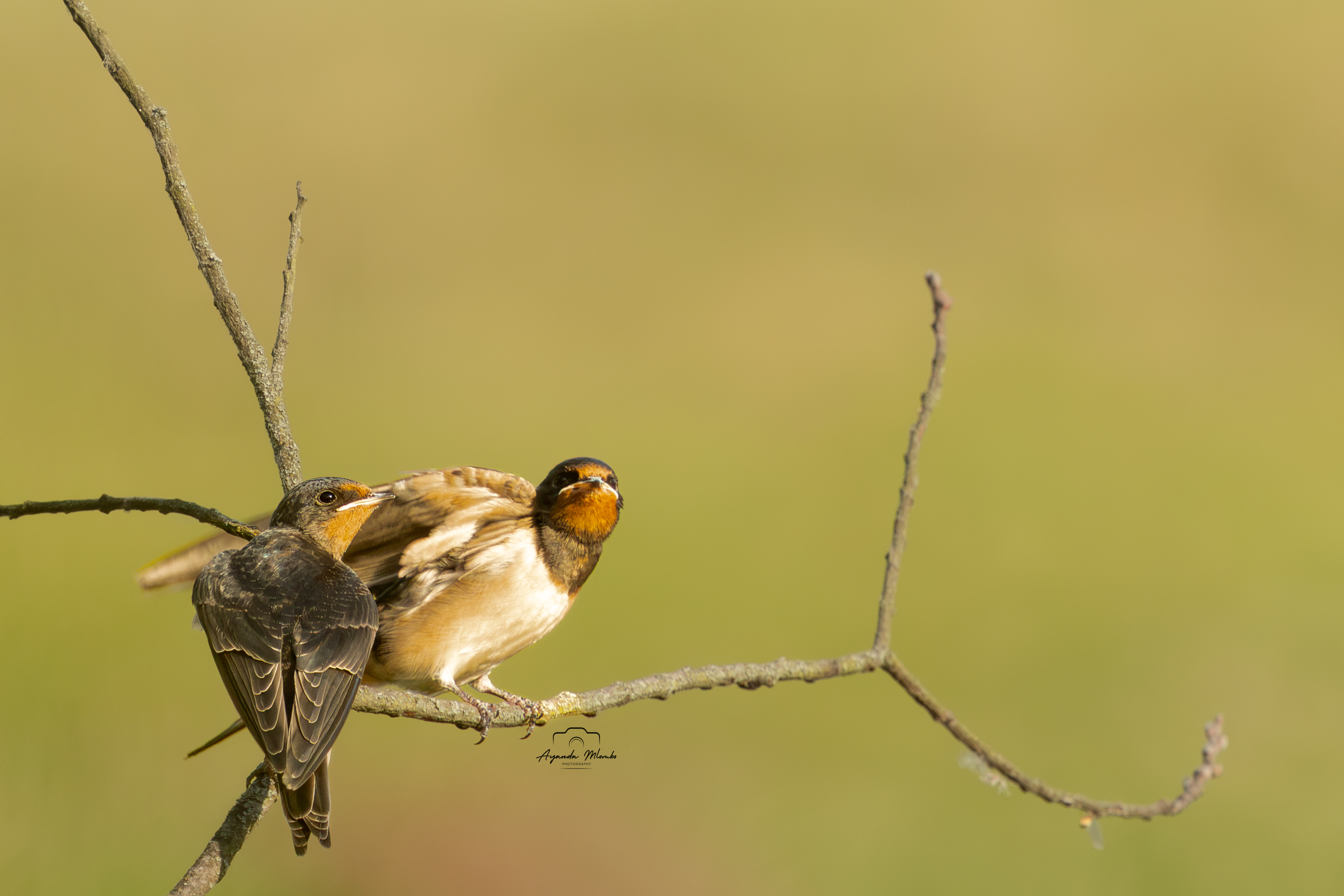 Barn Swallow